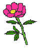 A flower